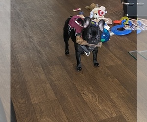 French Bulldog Puppy for sale in SAN PABLO, CA, USA