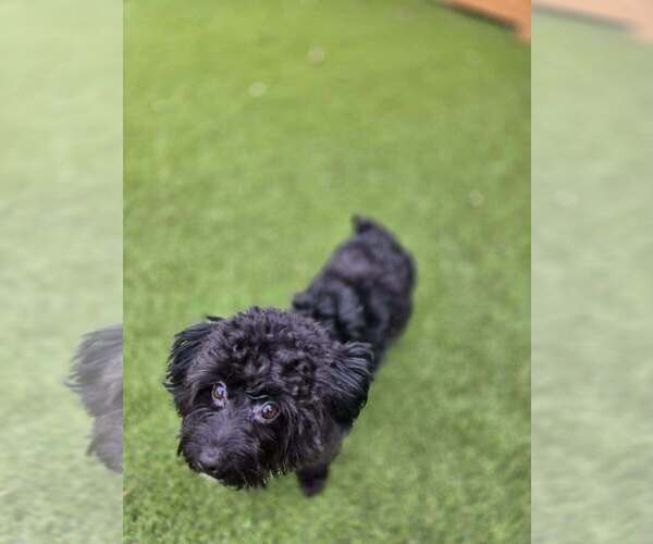 Medium Photo #6 Mutt Puppy For Sale in Plantation, FL, USA