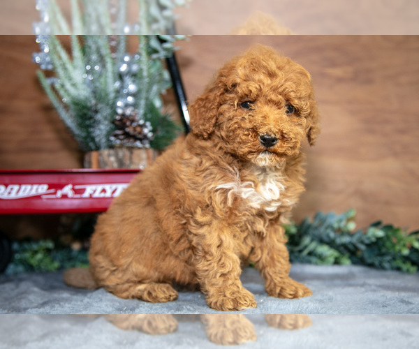 Medium Photo #6 Poodle (Miniature) Puppy For Sale in WOLCOTTVILLE, IN, USA