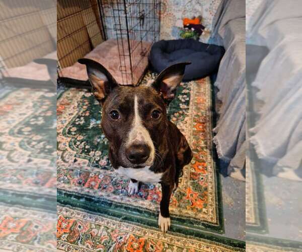 Medium Photo #7 Mutt Puppy For Sale in Utica, NY, USA