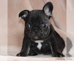 Small #4 French Bulldog