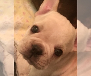 French Bulldog Puppy for Sale in GOSHEN, New York USA