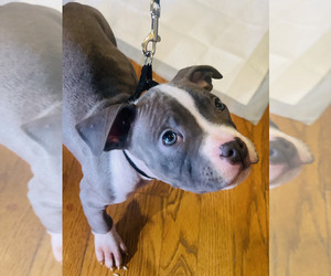 Staffordshire Bull Terrier Puppy for sale in LAWRENCEVILLE, GA, USA
