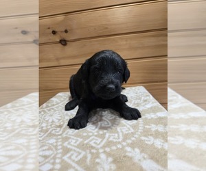 Labradoodle Puppy for sale in WILLIAMSTOWN, KY, USA