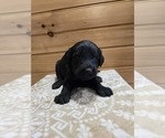 Image preview for Ad Listing. Nickname: Rocky