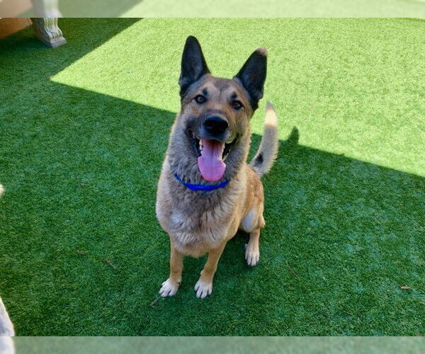 Medium Photo #2 German Shepherd Dog-Unknown Mix Puppy For Sale in Moreno Valley, CA, USA
