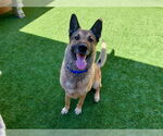 Small #1 German Shepherd Dog Mix
