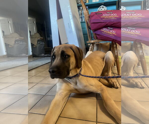 Medium Photo #3 Mutt Puppy For Sale in Goodyear, AZ, USA