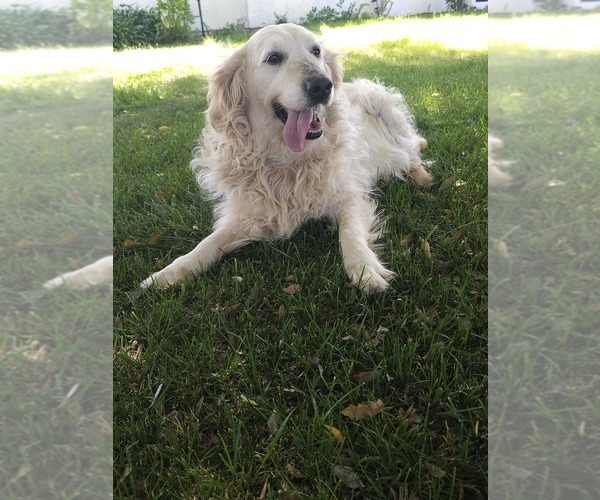 Medium Photo #5 Golden Retriever Puppy For Sale in ELVERTA, CA, USA