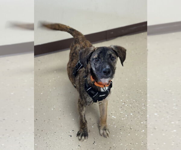 Medium Photo #2 Feist Terrier-Unknown Mix Puppy For Sale in Mundelein, IL, USA