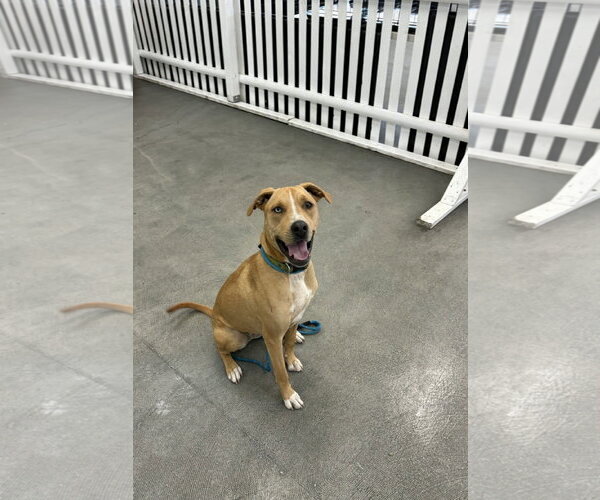 Medium Photo #1 Labrador Retriever-Unknown Mix Puppy For Sale in Rockaway, NJ, USA