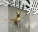 Small Labrador Retriever Mix