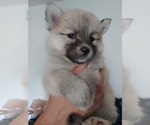 Small Photo #50 Pomsky Puppy For Sale in LOVELAND, CO, USA
