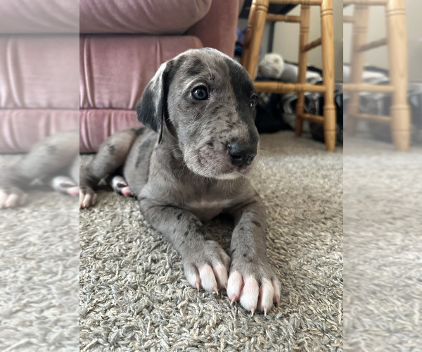 Medium Photo #3 Irish Dane Puppy For Sale in SPRINGFIELD, MO, USA