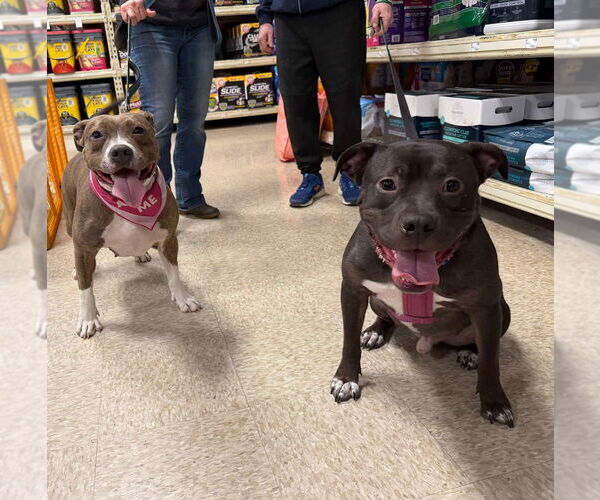 Medium Photo #6 American Staffordshire Terrier-Unknown Mix Puppy For Sale in Wenonah, NJ, USA