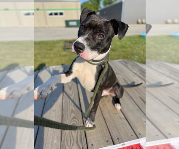 Medium Photo #4 American Staffordshire Terrier Puppy For Sale in Pierceton , IN, USA