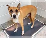 LINCOLN - Male Boxer-Unknown Mix Dog for Adoption - Small photo