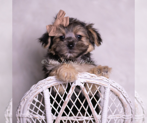 Medium Photo #5 Morkie Puppy For Sale in WARSAW, IN, USA