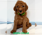 Small #1 Goldendoodle