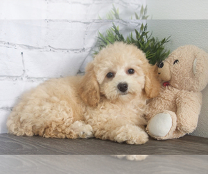 Poochon Puppy for sale in RED LION, PA, USA