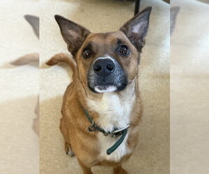 German Shepherd Dog-Unknown Mix Dogs for adoption in Placerville, CA, USA