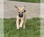 Small #4 American Pit Bull Terrier Mix