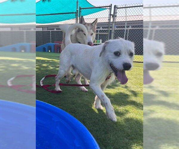 Medium Photo #2 Mutt Puppy For Sale in San Bernardino, CA, USA