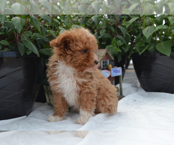 Medium Photo #6 Cavapoo (Miniature)-Poodle (Toy) Mix Puppy For Sale in GREENWOOD, WI, USA