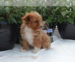 Small #5 Cavapoo (Miniature)-Poodle (Toy) Mix