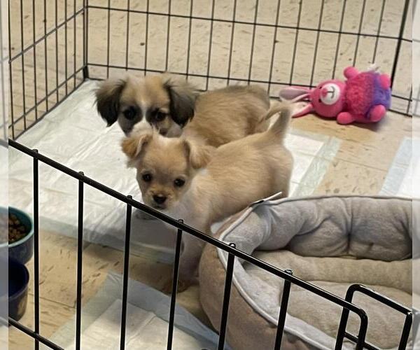 Medium Photo #4  Puppy For Sale in , 