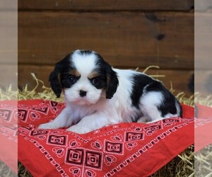 Cavalier King Charles Spaniel Puppy for sale in NEWMANSTOWN, PA, USA