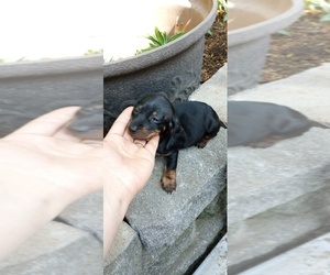 Dachshund Puppy for sale in MBORO, TN, USA