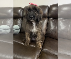 Medium Saint Berdoodle