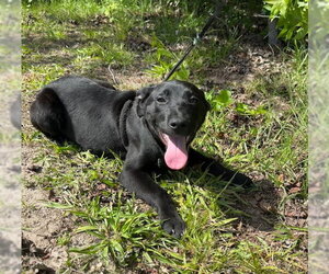 Labrador Retriever-Unknown Mix Dogs for adoption in Tarrytown, GA, USA