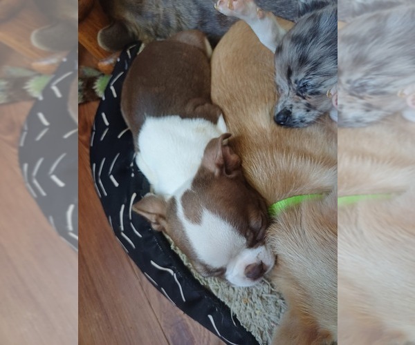 Medium Photo #12 Boston Terrier Puppy For Sale in ANNISTON, AL, USA