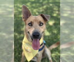 Small #2 Carolina Dog Mix