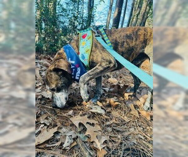 Medium Photo #6 Plott Hound-Unknown Mix Puppy For Sale in Virginia Beach, VA, USA