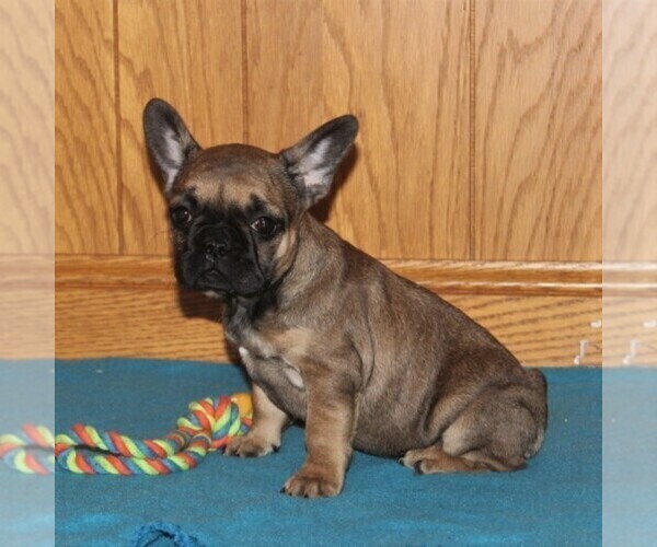 Medium Photo #3 French Bulldog Puppy For Sale in HOLTWOOD, PA, USA
