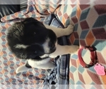 Small Photo #16 Central Asian Shepherd Dog-Newfoundland Mix Puppy For Sale in GRESHAM, OR, USA