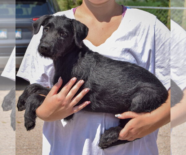Medium Photo #2 Irish Wolfhound-Unknown Mix Puppy For Sale in Huntley, IL, USA