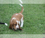 Small Photo #40 Basset Hound Puppy For Sale in MEMPHIS, MO, USA
