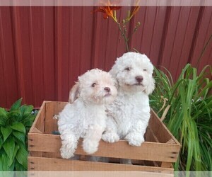 Goldendoodle-Poodle (Miniature) Mix Puppy for Sale in NORTH LIBERTY, Indiana USA