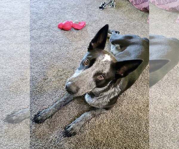 Medium Photo #2 Mutt Puppy For Sale in Paso Robles, CA, USA