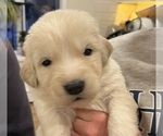 Small Photo #3 Maremma Sheepdog Puppy For Sale in LECOMPTON, KS, USA