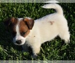Small #13 Russell Terrier