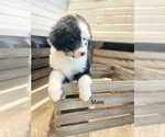 Small Photo #3 Aussiedoodle Miniature  Puppy For Sale in BOAZ, KY, USA