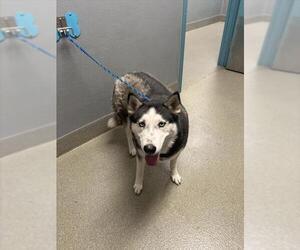 Siberian Husky-Unknown Mix Dogs for adoption in Las Vegas, NV, USA