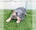 Small #4 French Bulldog