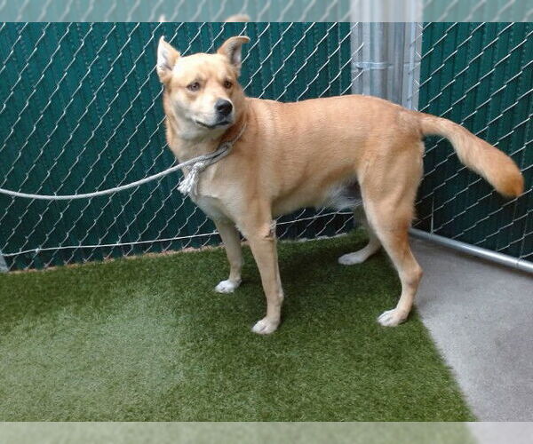 Medium Photo #1 Labrador Retriever-Unknown Mix Puppy For Sale in Downey, CA, USA