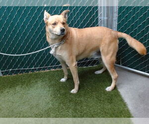 Labrador Retriever-Unknown Mix Dogs for adoption in Downey, CA, USA